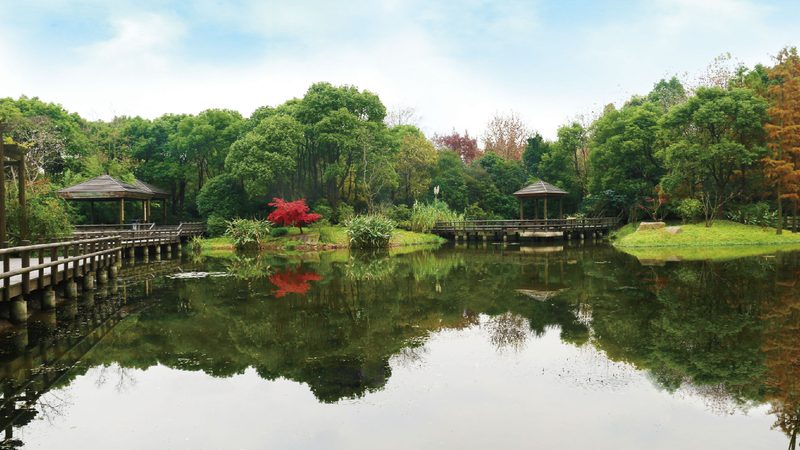 草坪灌木搭配对比分析：优化景观效果的关键