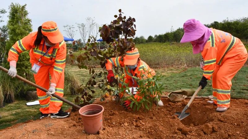 办公室绿植租赁价格背后的秘密**