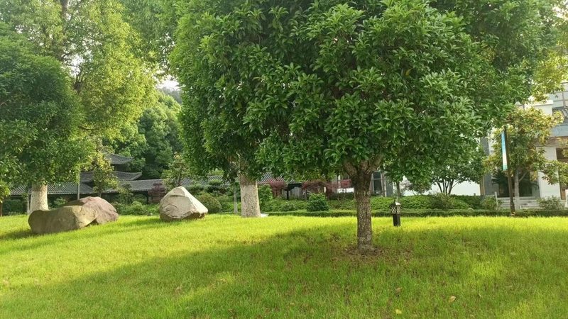 道路绿化苗木规格与价格解析：关键因素与选购策略