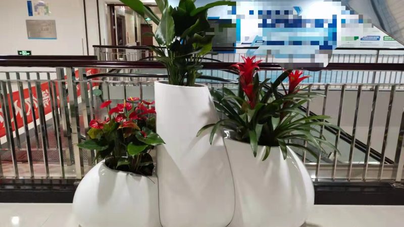 苗木种植技术视频教程：从选苗到养护的完整步骤详解